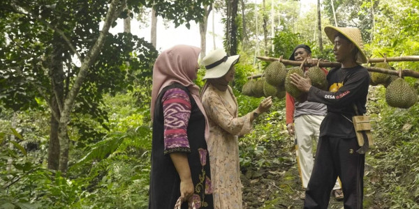 Kampoeng Wisata Durian Ngembal: Surga Pecinta Raja Buah
