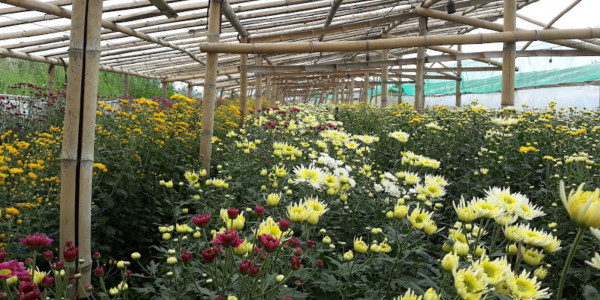 Kampung Bunga Krisan